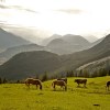 Alpine meadow