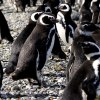 Magellan Penguins on Magdalena Island, Chile