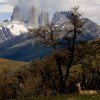 Guanaco and Torres del Paine