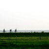 Dutch Cyclists fighting the wind on a dike