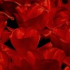 close up of red Tulips in the Netherlands