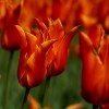 Orange Tulips in the Netherlands