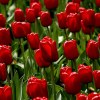 Red Tulips in The Netherlands