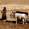 Hardworking Girls in the field, Tibet
