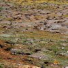 Patagonia: Happy feet, pinguin hole in one