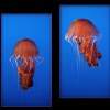 The Jellyfish quarter at the Monterery Aquarium