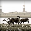 Caribou near Prudhoe Bay, Alaska