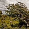 Patagonia: tree growing in the wind