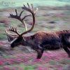 Running Karibu in Denali park, Alaska