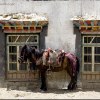 Parking space in Taschi Dzom, Tibet
