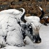 Snowy yak in Tibet