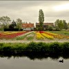 Dutch farm with Tulip fields