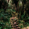 Forest trail in Rwenzori mountains, Uganda