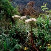 Rwenzori forest in Uganda