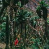 Senecio trees in Rwenzori, Uganda, Africa