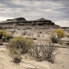 Bushes in Valle de la Luna, Argentina