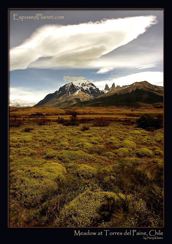 Meadow in Torres del Paine park, Chile