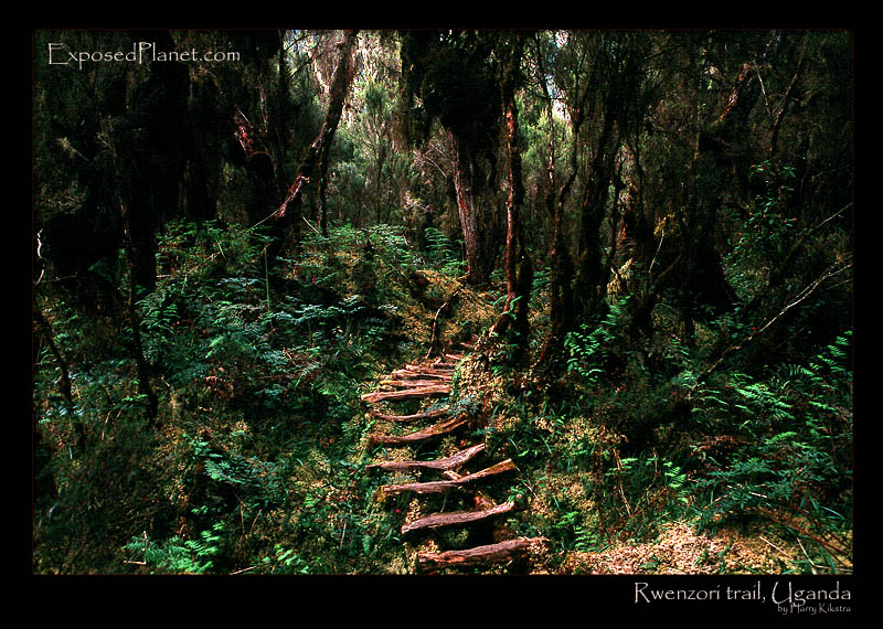 Forest trail in Rwenzori mountains, Uganda