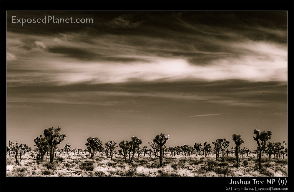 Joshua Tree National Park in Black and White (3)