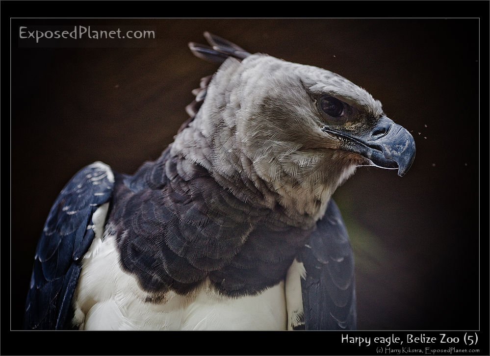 Harpy Eagle, Support the Belize Zoo,