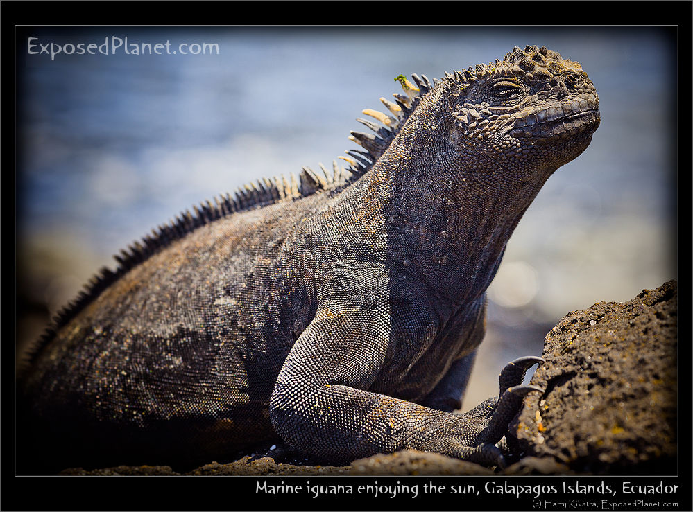 Marine iguana relaxing in the sun, Galapagos Islands