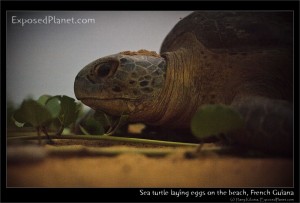 Close up of sea turtle laying eggs on the beach in French Guiana, by harry Kikstra, on ExposedPlanet.com