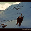 Photo of Rob Zipplies climbing on Chogolisa, Pakistan on ExposedPlanet.com
