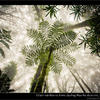 Photo of Giant ferns in Mweka rainforest on Kilimanjaro, Tanzania on ExposedPlanet.com