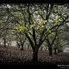 Hazelnut trees in fall in Oregon
