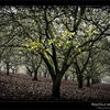 Photo of Hazelnut trees in fall in Oregon on ExposedPlanet.com