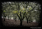 Hazelnut trees in fall in Oregon