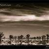 Photo of Joshua Tree National Park in Black and White (3) on ExposedPlanet.com