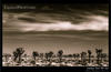 Joshua Tree National Park in Black and White (3)