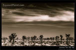 Joshua Tree National Park in Black and White (3)