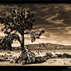 Photo of Joshua Tree National Park on ExposedPlanet.com