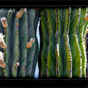 Photo of Happy Valentine: blooming cardon cactus in Baja California on ExposedPlanet.com