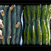 Happy Valentine: blooming cardon cactus in Baja California