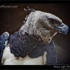 Photo of Harpy Eagle, Support the Belize Zoo,  on ExposedPlanet.com