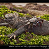Photo of Happy 2011 part 2: Amigos from the Galapagos: Can we just be friends? on ExposedPlanet.com