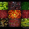Photo of Mexican Chili Peppers on ExposedPlanet.com