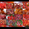Photo of Fall colours in Seattle on ExposedPlanet.com