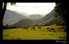 Alpine meadow