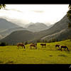 Photo of Alpine meadow on ExposedPlanet.com
