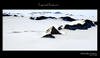 Antarctic Beauty