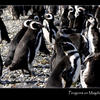 Photo of Magellan Penguins on Magdalena Island, Chile on ExposedPlanet.com