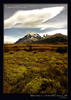 Meadow in Torres del Paine park, Chile