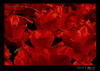 close up of red Tulips in the Netherlands