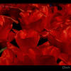 Photo of close up of red Tulips in the Netherlands on ExposedPlanet.com