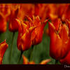 Photo of Orange Tulips in the Netherlands on ExposedPlanet.com