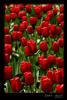 Red Tulips in The Netherlands